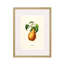 Копия старинной литографии Botany Illustration №18 1836 г.