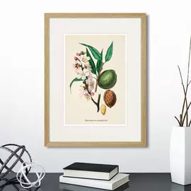 Копия старинной литографии Botany Illustration №24 1836 г.