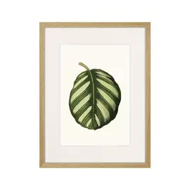 Копия старинной литографии Single Leaf of a Plant №2 1865 г.