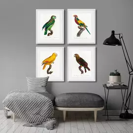 Набор из четырех картин Beautiful Parrots