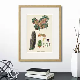 Набор из четырех картин Botany Illustrations