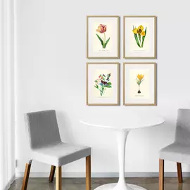 Набор из четырех картин Botany Illustrations №2