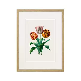 Набор из дух картин Botany Illustrations №3