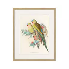 Набор из трех картин Love Parrots