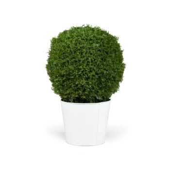 Растение Een Wondepot н56