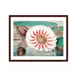 Репродукция картины a Gigantic Water Lily in Bloom 1870 г.