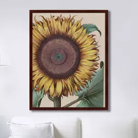 Репродукция картины Large Sunflower Flos Solis Maior 1713 г.