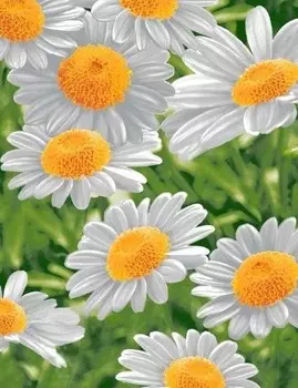 Полотенце вафельное 50x63 Ромашки зк