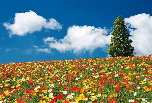 1000 Piece Jigsaw Puzzle Colorful Promenade Compact Piece (Hyogo) (26x38cm)