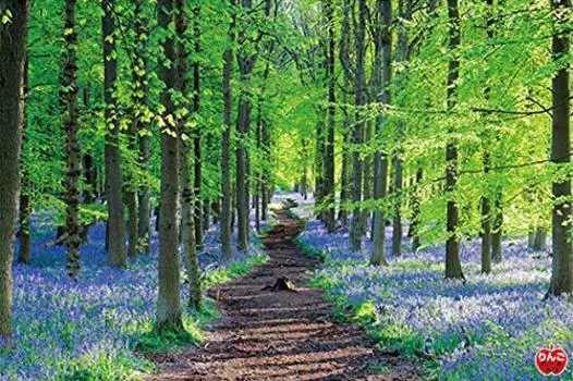 1000 Piece Jigsaw Puzzle English Bluebell (50x75cm)