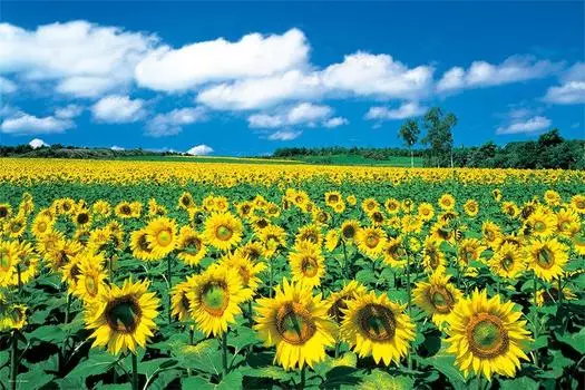1000 piece jigsaw puzzle Les Soleil (Hokkaido) (50x75cm)