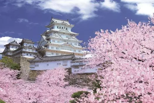 1000 piece jigsaw puzzle Sakura blossoms Himeji Castle Hyogo - (50x75cm)