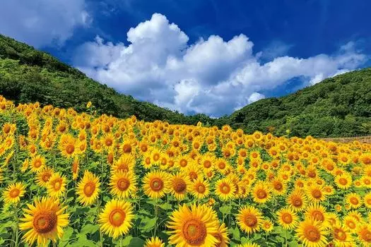 1000 Piece Jigsaw Puzzle Summer Sky and Sparkling Sunflowers (Mie) (50x75cm) 10-1421