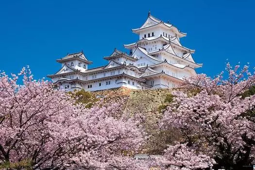 1000 Piece Jigsaw Puzzle Thousand Cherry Blossoms and Himeji Castle (Hyogo) (50x75cm)