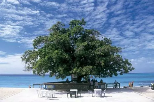 1000 pieces almond tree bar (50x75cm)