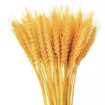 100 шт., искусственный пшеничный початок со стеблем, реалистичный, не увядающий, без полива, реквизит для свадебных фотографий, в помещении, на открытом воздухе, для дома, офиса, сада, сексуальная одежда для взрослых золотистый