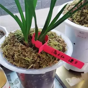 100 шт. многоразовые водонепроницаемые садовые маркеры для растений из ПВХ для двора белый