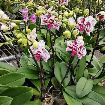 100 шт., садовые зажимы для шпалеры для томатов, креативная форма, мини-размер, портативные зажимы для крепления растений, садовые аксессуары кофейный