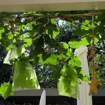 100 шт., защитные сумки для фруктов, сетчатые чехлы с клубникой и черникой, дышащие широко используемые сетчатые сумки с барьером от вредителей на шнурке 10cm