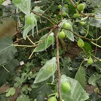 100 шт., защитные сумки для фруктов, сетчатые чехлы с клубникой и черникой, дышащие широко используемые сетчатые сумки с барьером от вредителей на шнурке 10cm