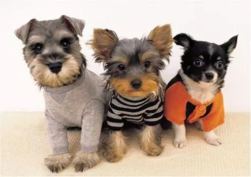 108 Piece Jigsaw Puzzle Dog Kids (18.2x25.7cm)