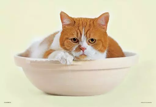 108 Piece Jigsaw Puzzle Futeneko Haruma Cat Large Piece Pot? (26x38cm)