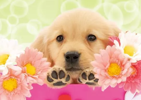 108 Piece Jigsaw Puzzle Please Dog (18.2x25.7cm)