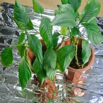 10/1 шт. Серебряная высокоотражающая майларовая пленка 210x120 см для теплицы для выращивания растений в саду и теплице