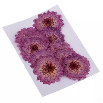 10 шт. Натуральные прессованные сушеные настоящие цветы.