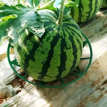 10 шт. опора для тыквы, держатель для клубники, защищает арбузы от гниения земли, выдерживает до 8 фунтов