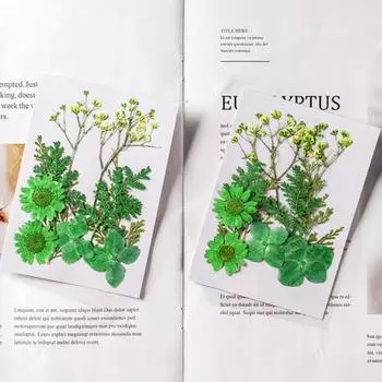 10 шт. прессованные сухоцветы плоские настоящие сухоцветы полностью натуральные цветные сухоцветы для поделок своими руками скрапбукинг украшения лица