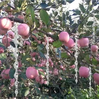 10 шт., светоотражающие спиральные стержни, отпугиватели птиц, яркие цвета, сверкающие, широко используемые портативные палочки для отпугивания птиц на открытом воздухе, устройство для отпугивания птиц зелёный