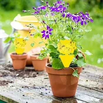 10 шт. водонепроницаемые ловушки для мух, липкая доска для насекомых, убийца насекомых (подсолнух)