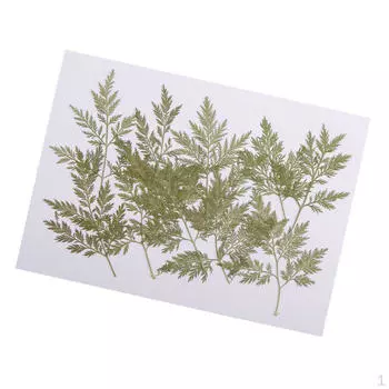 10 шт., зеленые прессованные сушеные листья полыни карвифолии, гербарий для ювелирных изделий, кулон, кольцо