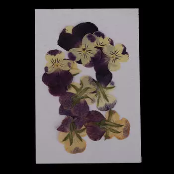 10 штук смешанных прессованных цветов, натуральные сухие анютины глазки, поздравительная открытка и поделка