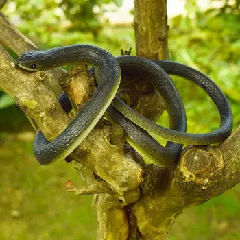 120 см имитация резиновой игрушки садовый реквизит Хэллоуин Black