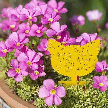 12 шт., бумажные липкие ловушки, милые профессиональные клейкие двусторонние водонепроницаемые липкие ловушки для насекомых для дома