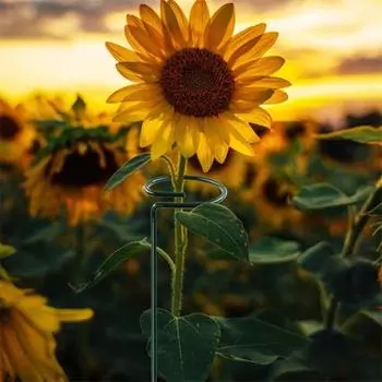 12 шт. колья для поддержки растений, нержавеющие, устойчивые к коррозии, простые в установке, сверхпрочные металлические кольца для растений