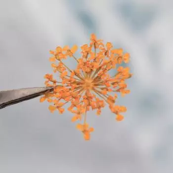 12 шт./компл. украшения для ногтей в виде цветов 3D, украшения пальцев, различные цвета, украшения для ногтей из сухоцветов, натуральная цветочная наклейка