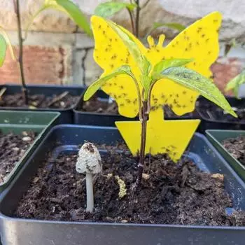 12 шт., липкая самоклеящаяся водонепроницаемая защитная ловушка для грибков, ловушка для мух, садовые принадлежности E