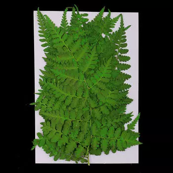 12 упаковок прессованных листьев и сушеных цветов для изготовления открыток