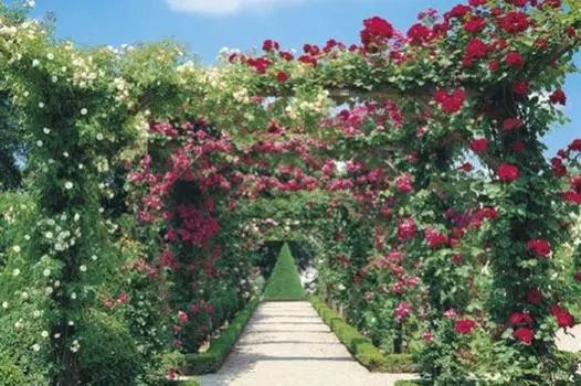 1500 Small Piece Puzzle Master Sweet Rose Arch (50x75cm)