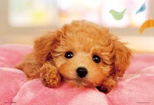 150 Piece Jigsaw Puzzle Tsukata Pooh Large Piece x (26 38cm)