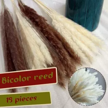 15 палочек и пучок 30-40 см основных белых сухоцветов Prundo Phragmites для украшения дома коричневый