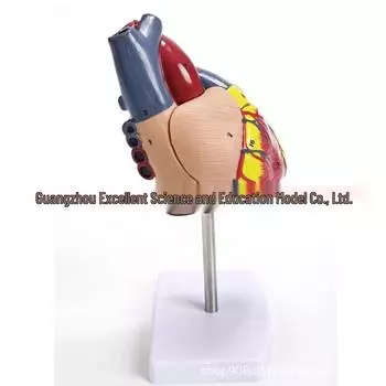 1:1 Human Heart Anatomy Model with 34 Markings, Large Color Doppler B-Ultrasound Mold for Teaching