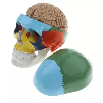 1:1 модальная модель черепа с цветной головой человека в натуральную величину со съемными 8 частями, модель ствола мозга, школа