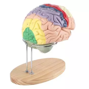1:2 Медицинская анатомическая модель человеческого мозга, кора головного мозга, нерв, 4 части