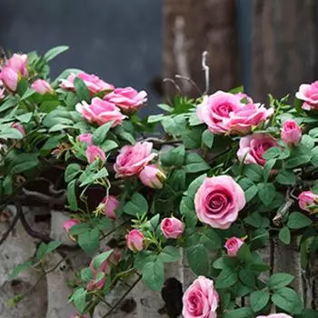 1,5 м свисающие цветы искусственные свисающие растения искусственные розы свисающие растения искусственные цветы для дома комнаты сада свадьбы в помещении и на открытом воздухе декор белый