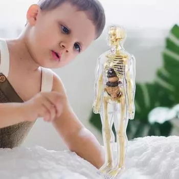 1 комплект игрушек для изучения структуры тела, учебная съемная модель человеческого тела для изучения человеческой жизни, научная лаборатория для детей чистый