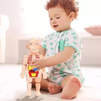 1 комплект интерактивных моделей анатомии человека, обучающие 11 аналитических карточек в комплекте, игрушка-головоломка для детей